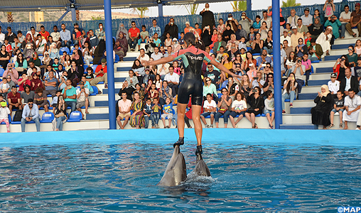 dolphin world from marrakech